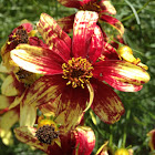 Red yellow rudbeckia