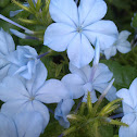 Plumbago