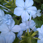 Plumbago