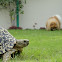 Leopard Tortoise and Pomeranian