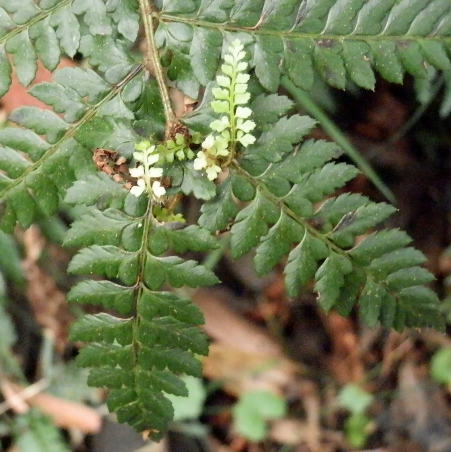 Hen and Chicken fern