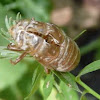Cicada shed