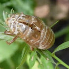 Cicada shed