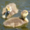 Canada Geese (goslings)