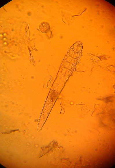 Canine Demodectic Mange Mite | Project Noah