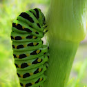Anise Swallowtail Caterpillar 1st Stage of Pupation