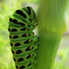 Anise Swallowtail Caterpillar 1st Stage of Pupation