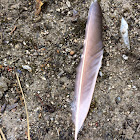 Norther Flicker Feather