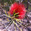 Bottlebrush