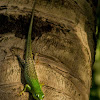 Philippine Spotted-Green Tree Skink