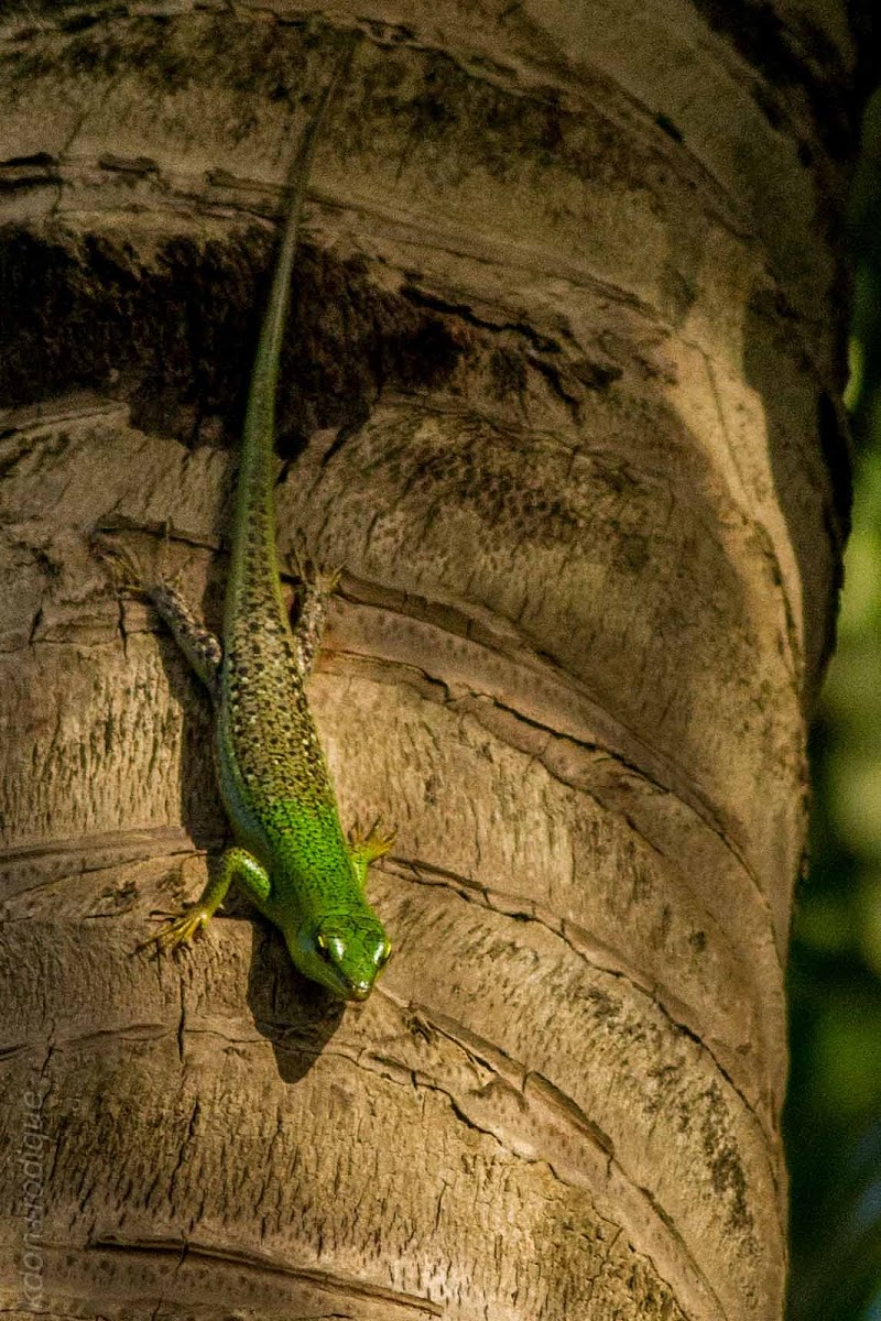 Philippine Spotted-Green Tree Skink