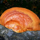 Cinnabar Polypore