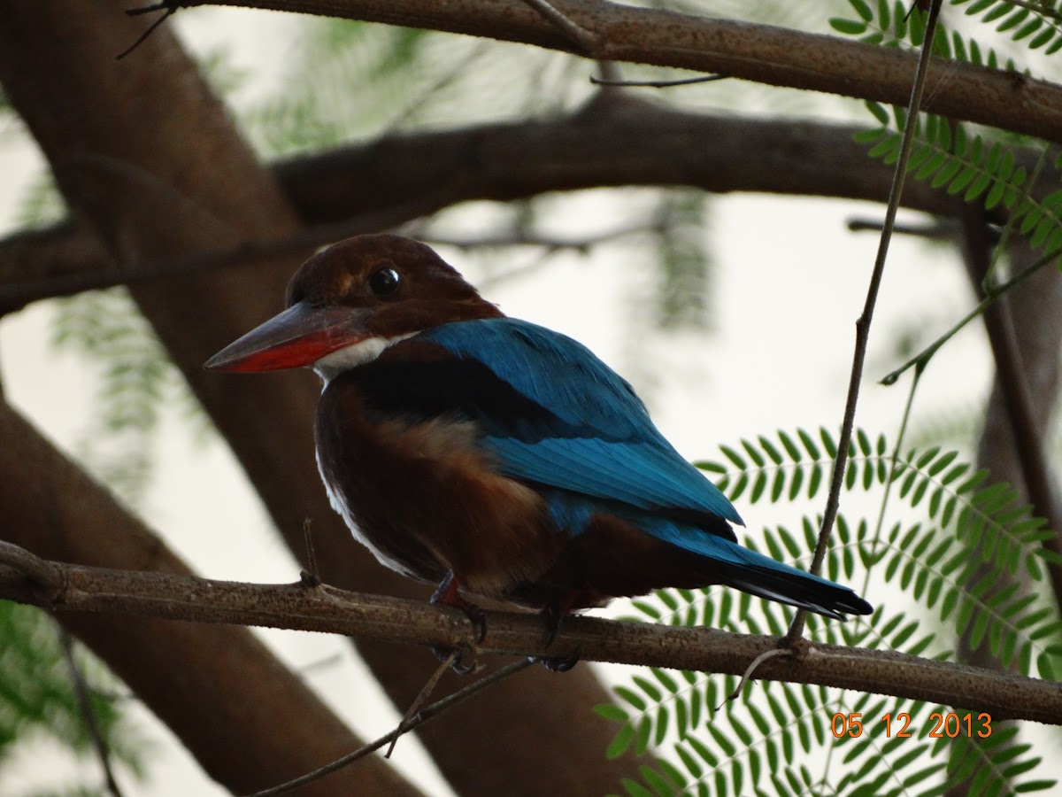 white breasted kingfisher