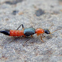 'Nairobi Eye' beetle