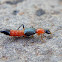 'Nairobi Eye' beetle