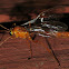 Orange Ichneumonid Wasp?