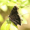 Mourning Cloak - ventral view