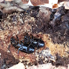 common black bettle
