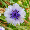Cornflower (light blue variety)