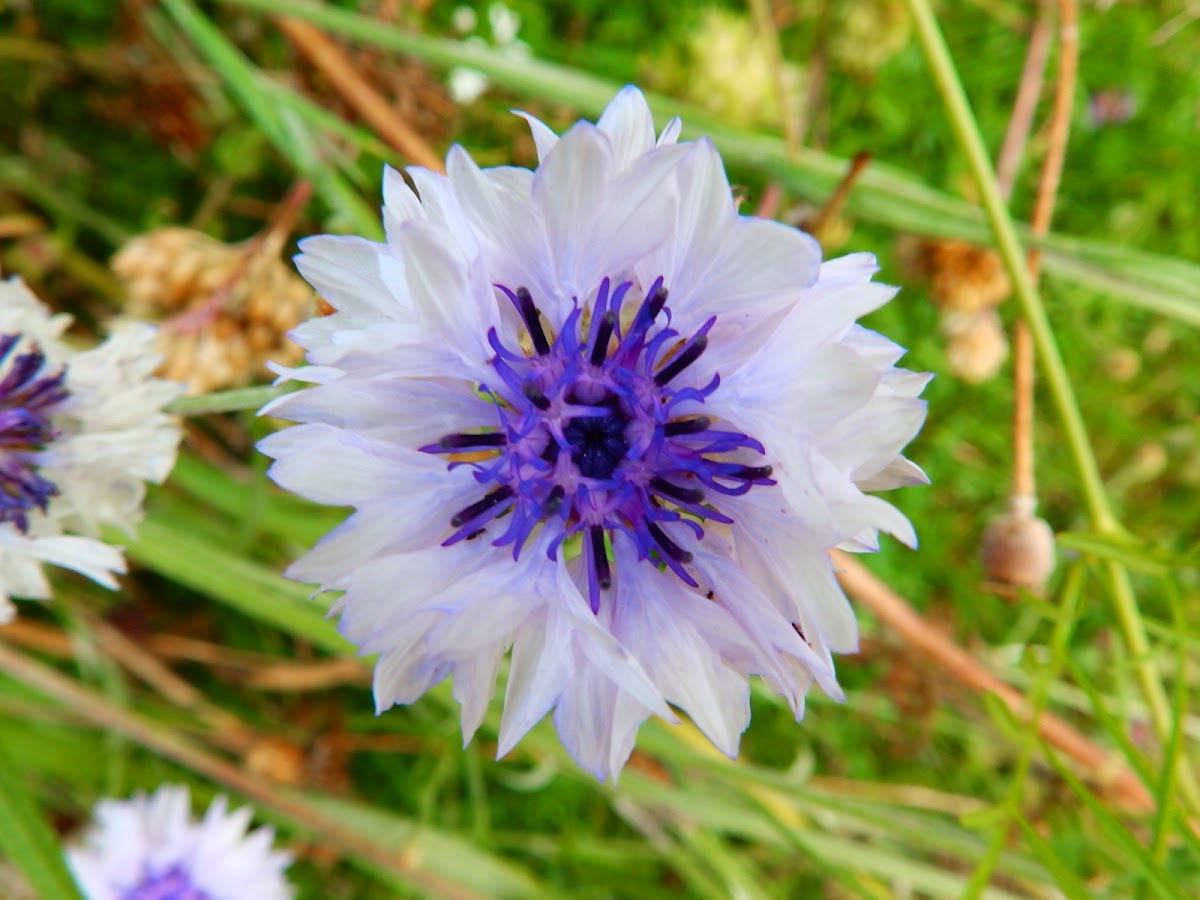 Cornflower (light blue variety) Project Noah