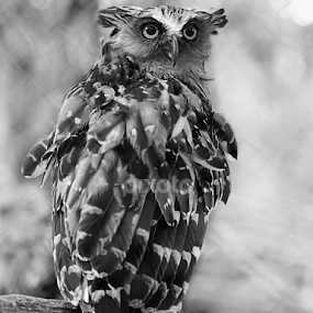 by Iwan MS - Black & White Animals