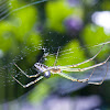 Silver Orb web spider