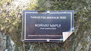 Norway Maple