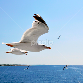 IN FLIGHT by Plamen Filipov - Animals Birds