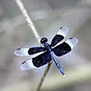 Pied Paddy Skimmer (Male)