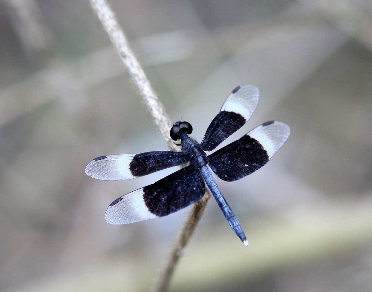 Pied Paddy Skimmer (Male)