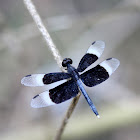 Pied Paddy Skimmer (Male)