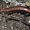 Red-Backed Salamander