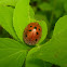 Red spoted tortoise beetle