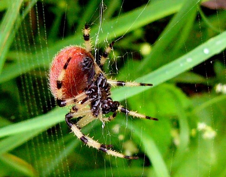 Shamrock Orb Weaver Spider