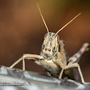 Gray-bird Grasshopper