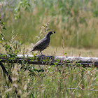 California Quail