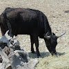 Camargue Cattle