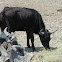 Camargue Cattle