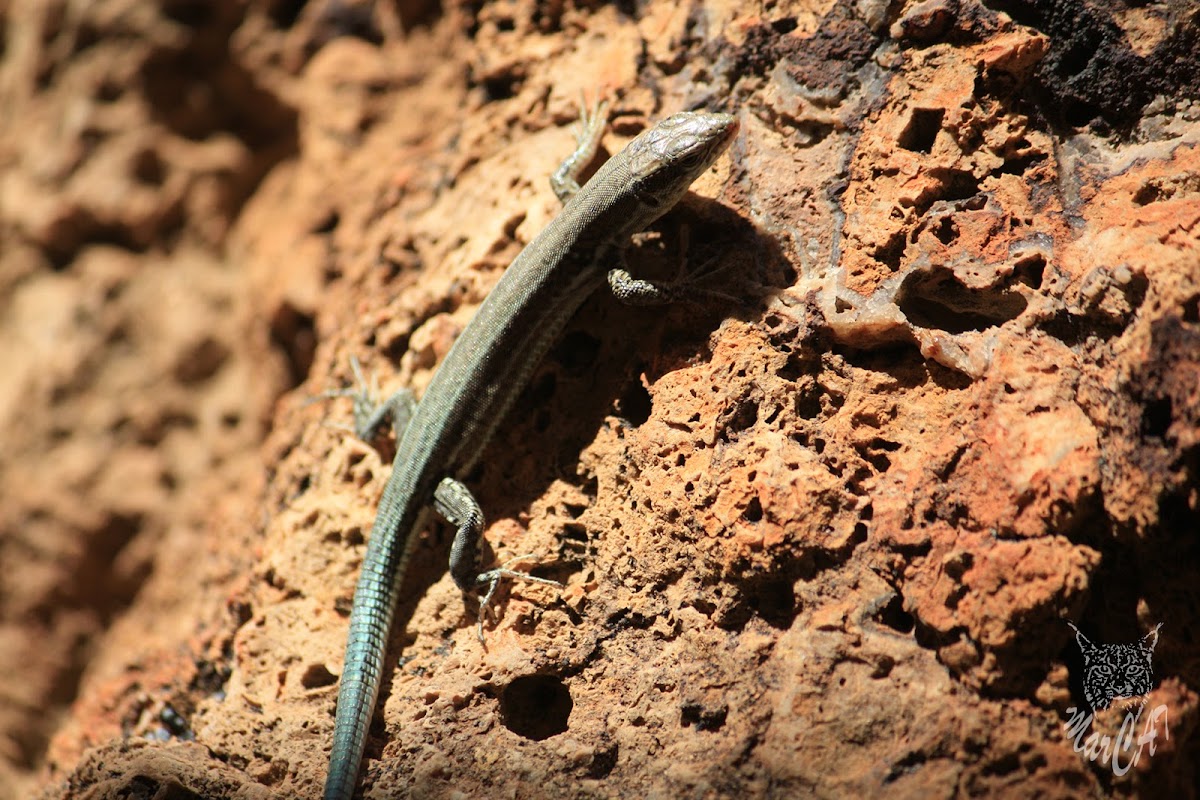 Cretan Wall lizard - Ještěrka krétská