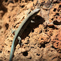 Cretan Wall lizard - Ještěrka krétská