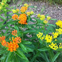 Butterfly Weed