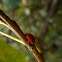 Multicoloured Asian Ladybug