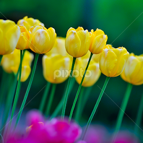 Yellow Tulip by Jala Mangkara - Flowers Flower Gardens