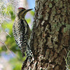 Yellow Bellied Sapsucker