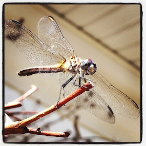 A torn wing will not stop me from flying ~ Brygida by Bridget Wegrzyn - Animals Insects & Spiders
