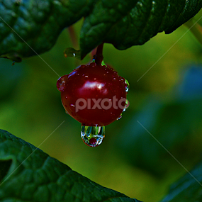 i kap by Jelena Puškarić - Nature Up Close Natural Waterdrops