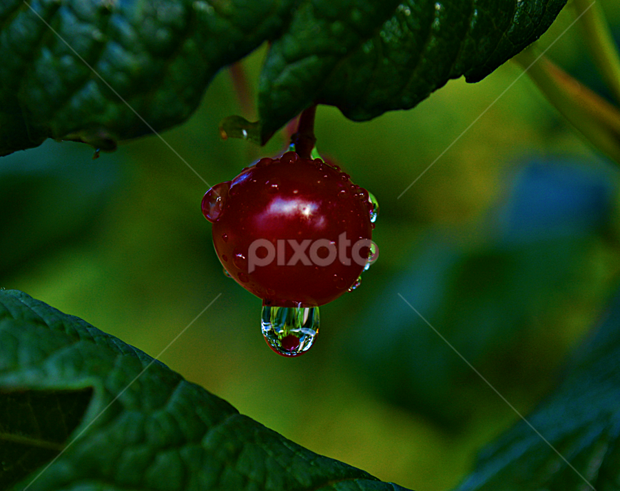 i kap by Jelena Puškarić - Nature Up Close Natural Waterdrops