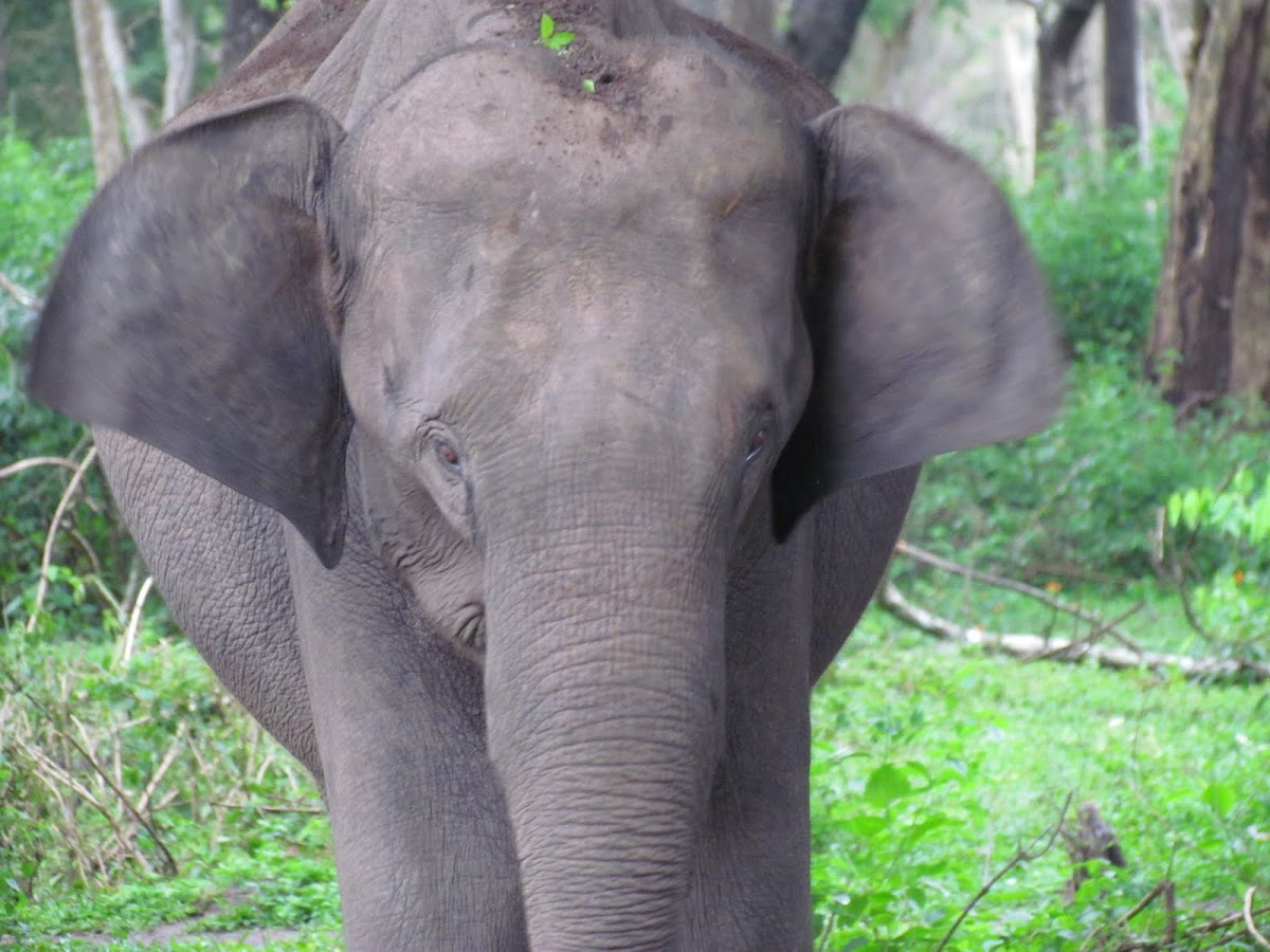 Indian elephant