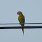 Red-breasted Parakeet (juv)/Moustached Parakeet