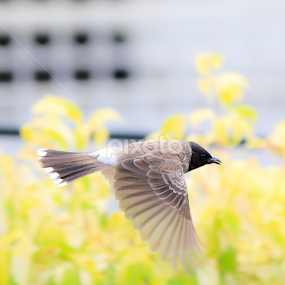 by Usman Basharat - Animals Birds